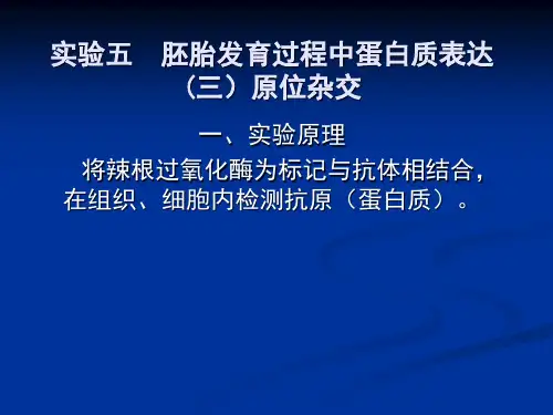 10实验四五(三)蛋白质原位杂交