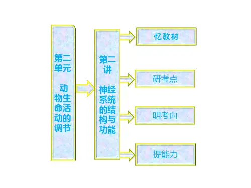 神经系统