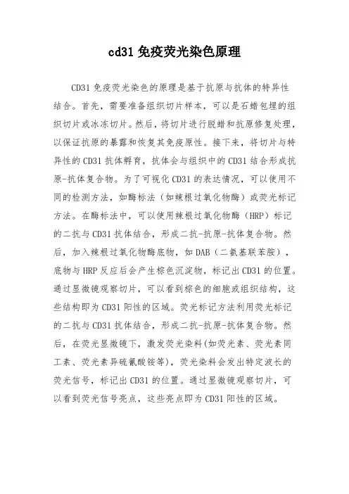cd31免疫荧光染色原理