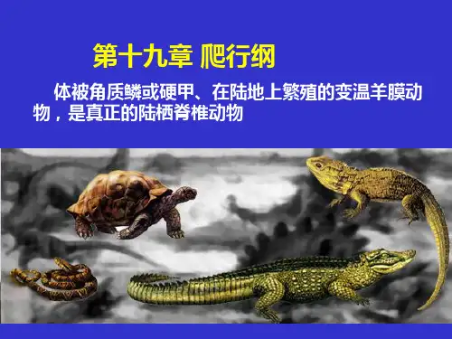 普通动物学：第十九章 爬行纲