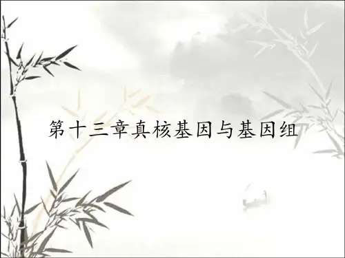 第十三章真核基因与基因组
