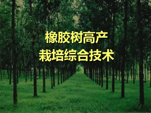 橡胶树高产栽培综合技术