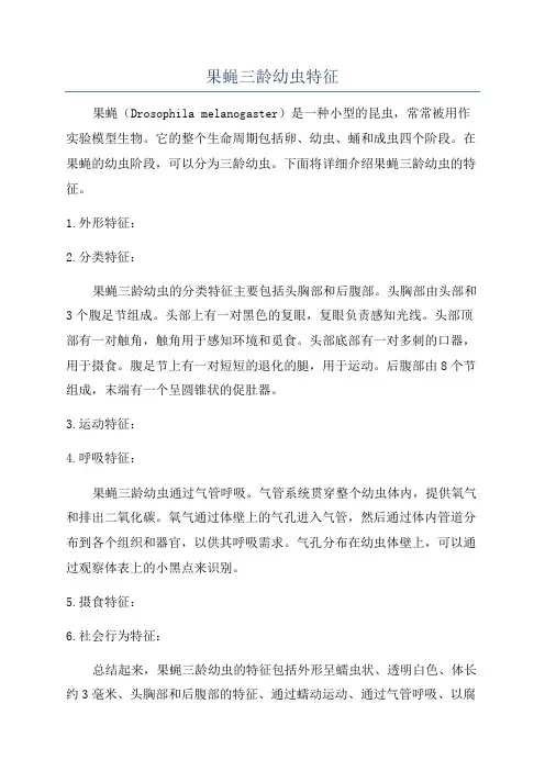 果蝇三龄幼虫特征