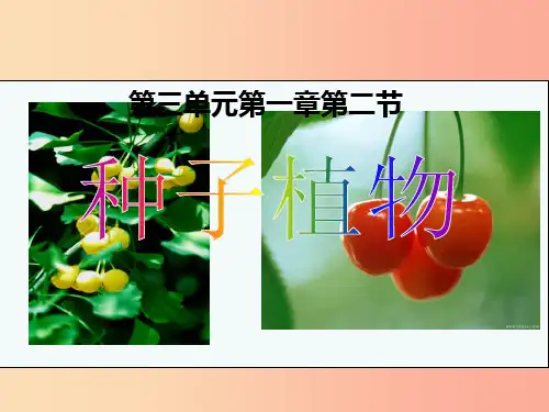 2019年七年级生物上册 3.1.2《种子植物》课件1  新人教版PPT