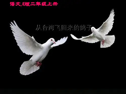 语文a版语文二上《从台湾飞回来的鸽子》教学课件