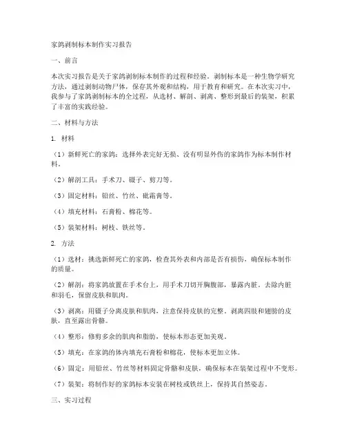 家鸽剥制标本制作实习报告