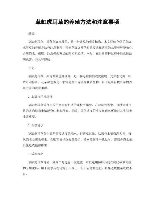 草缸虎耳草的养殖方法和注意事项