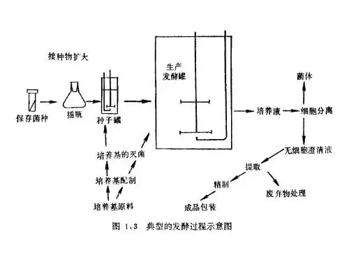 发酵动力学