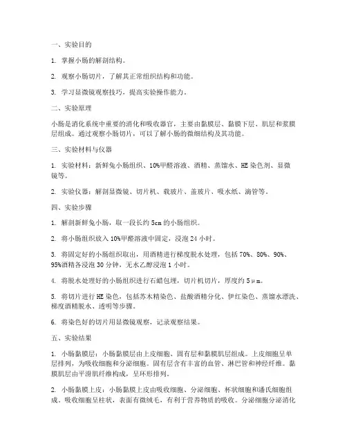 小肠切片观察实验报告