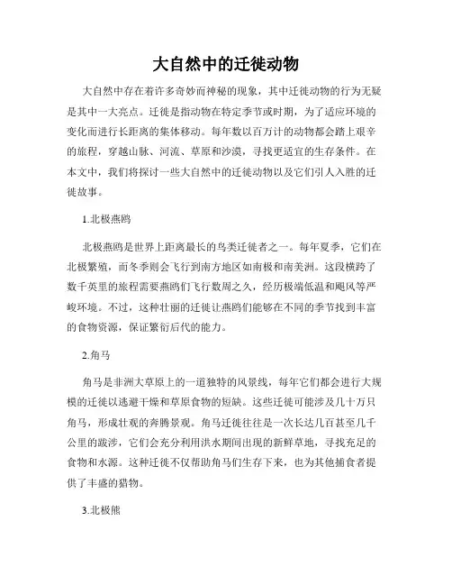 大自然中的迁徙动物