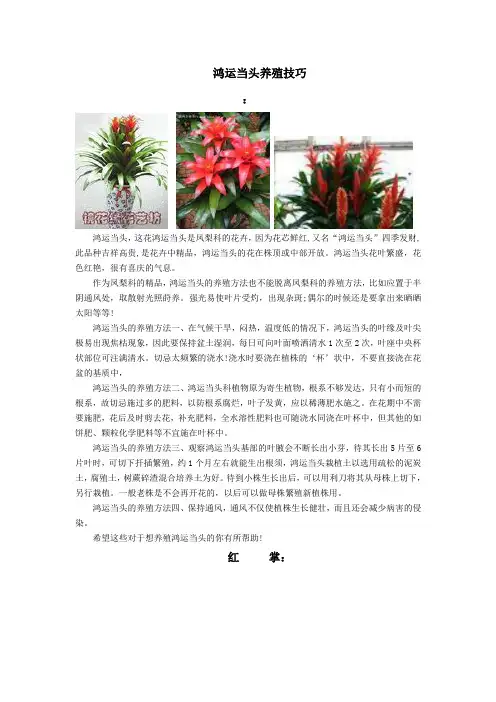 鸿运当头养殖技巧
