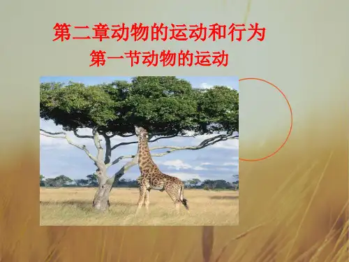 最新-八年级生物上册 第一节动物运动课件 人教新课标版 精品 