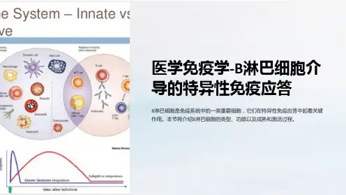 医学免疫学-B淋巴细胞介导的特异性免疫应答