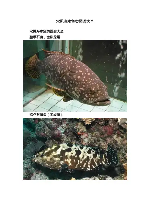常见海水鱼类图谱大全