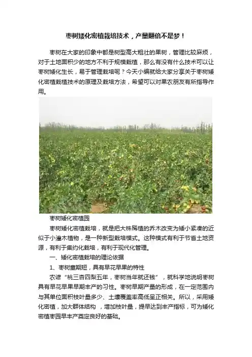 枣树矮化密植栽培技术，产量翻倍不是梦！