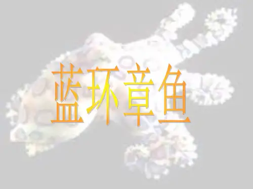 蓝环章鱼