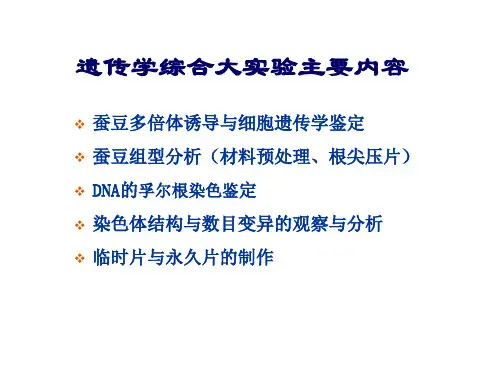 遗传学大实验ppt课件