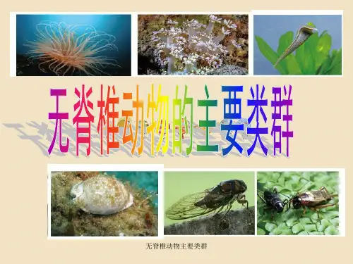 无脊椎动物主要类群