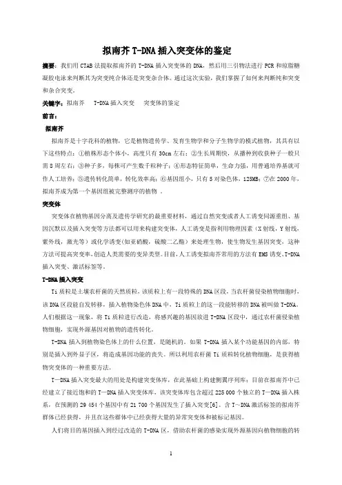 拟南芥T-DNA插入突变体的鉴定