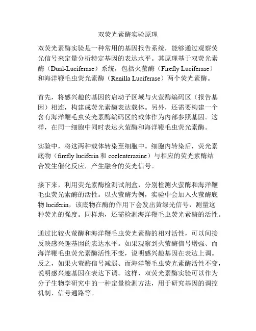 双荧光素酶实验原理