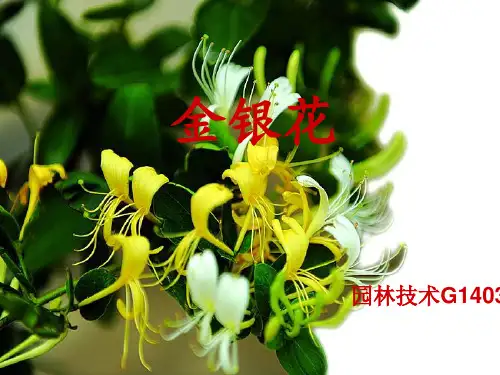 金银花全解