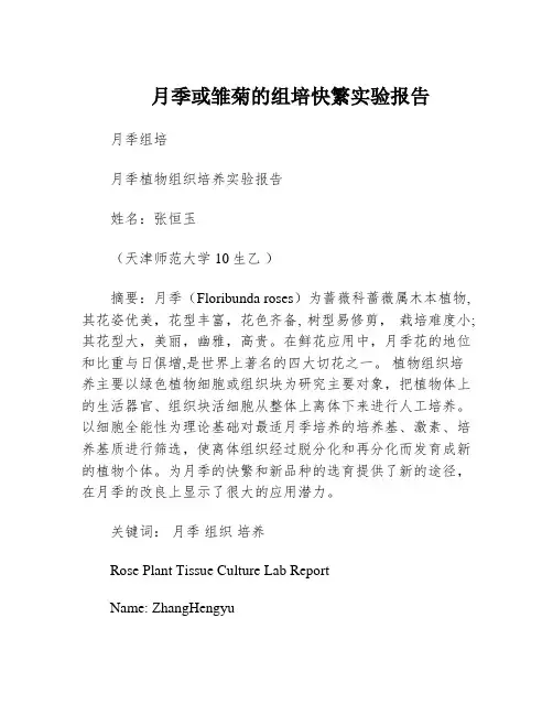 月季或雏菊的组培快繁实验报告