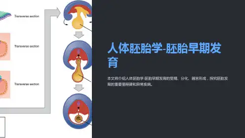 《医学遗传与胚胎发育》人体胚胎学-胚胎早期发育