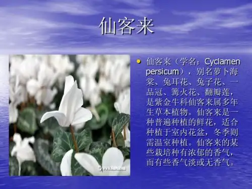 仙客来