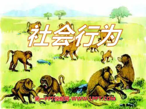 《社会行为》动物的运动和行为3-人教版八年级生物上册PPT课件
