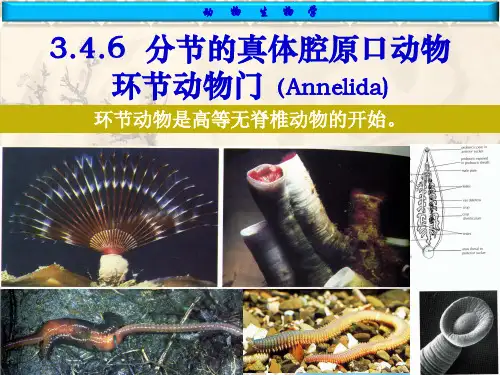 普通动物学 刘凌云-3-4-6环节动物门
