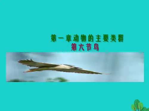 八年级生物上册 5.1.6 鸟课件 (新版)新人教版