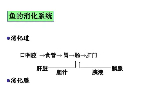 鱼的消化系统