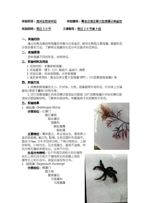 海洋生物学实验_海藻实验报告2