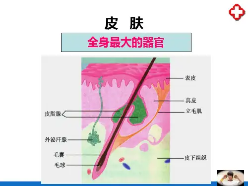 感觉器官—皮肤(人体解剖生理学)