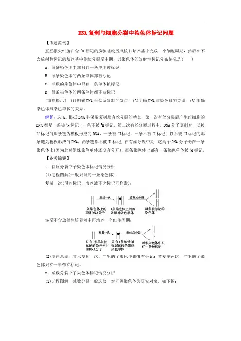 2020版高考生物一轮复习高考加强课十三DNA复制与细胞分裂中染色体标记问题练习含解析新人教版