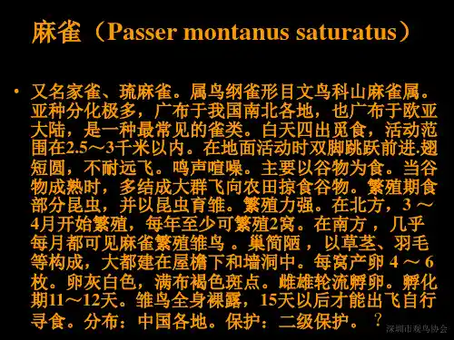 常见鸟类识别