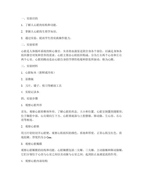 观察人心脏实验报告