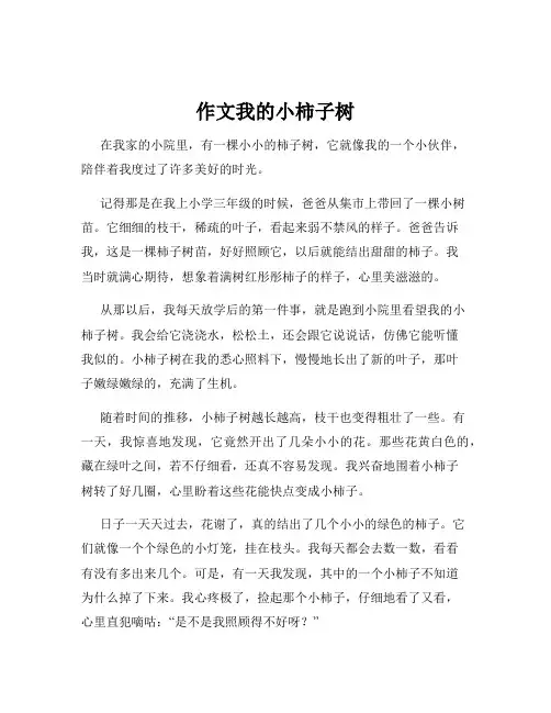 作文我的小柿子树