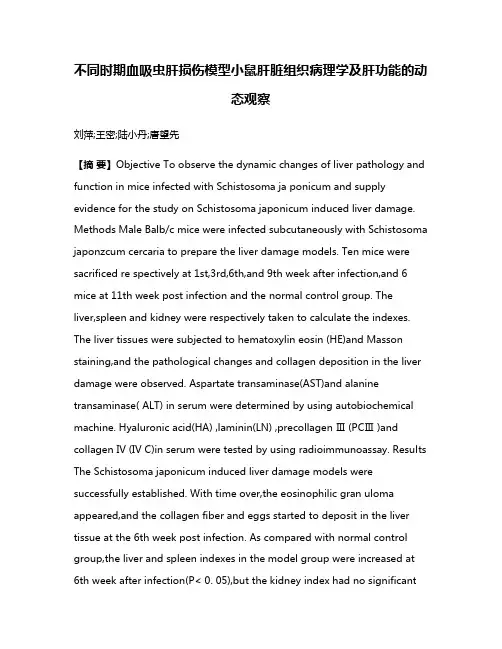 不同时期血吸虫肝损伤模型小鼠肝脏组织病理学及肝功能的动态观察