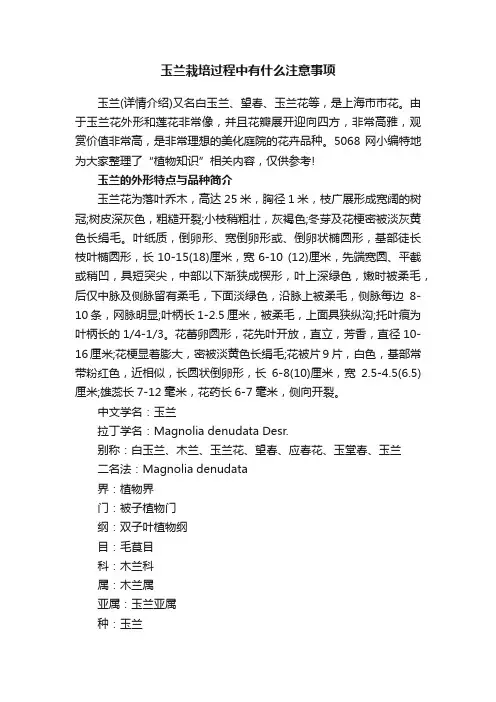 玉兰栽培过程中有什么注意事项