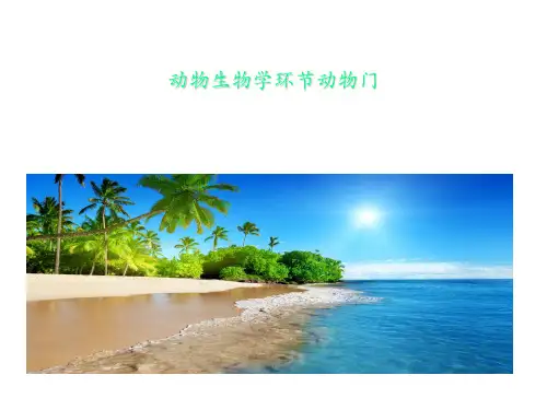 动物生物学环节动物门