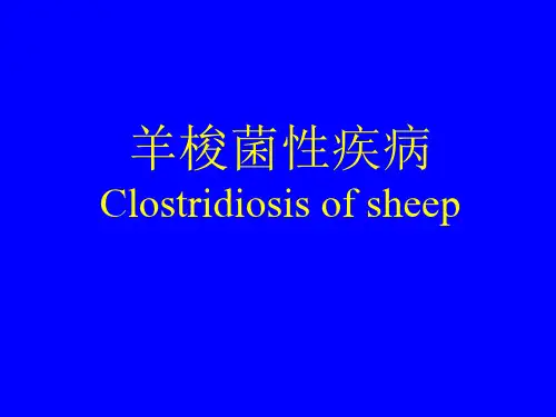 羊的梭菌性疾病