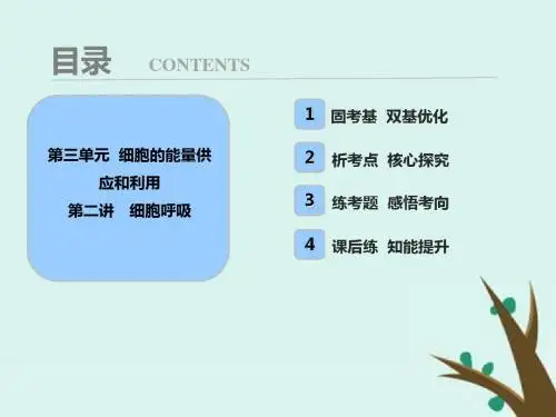 高考生物一轮复习课件第三单元 第二讲 细胞呼吸