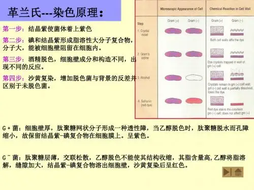 革兰氏染色原理