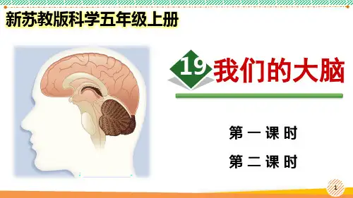 新苏教版科学五年级上册《我们的大脑》优质课件