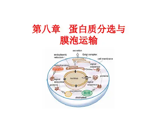 第八章蛋白质分选与膜泡运输