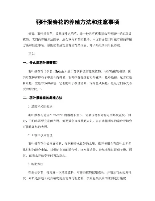 羽叶报春花的养殖方法和注意事项