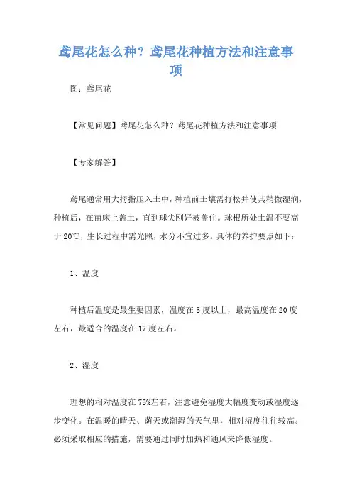 鸢尾花怎么种？鸢尾花种植方法和注意事项