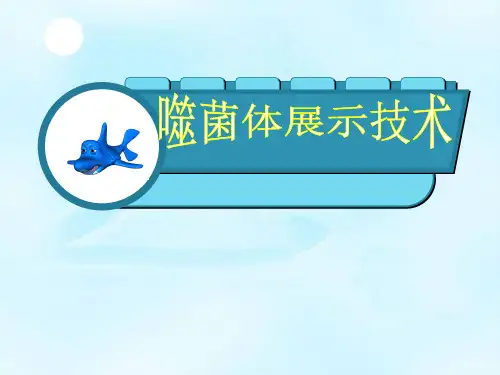 噬菌体表面展示技术