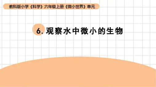 教科版六年级科学上册 第6课：《观察水中微小的生物》(课件)